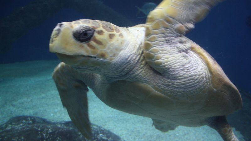 Za posledních 30 let bylo nelegálně zabito přes milion mořských želv